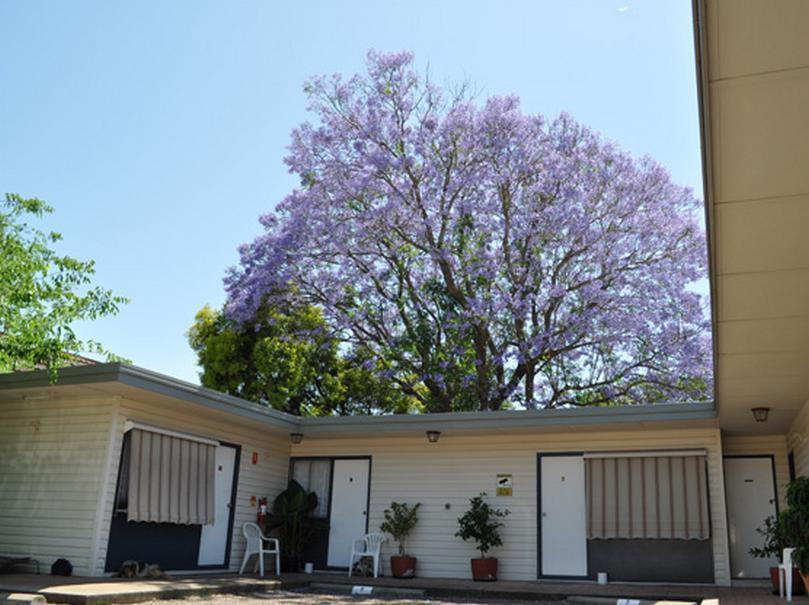Red Cedar Motel Muswellbrook Exterior foto